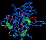 Loop flexibility around the active site of Asn-tRNA Synthetase, sampled by ROCK (see Sukuru et al, 2006).