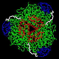 Urease trimer of trimers consisting of the A (red), B (blue), and C (green) subunits.  The B subunit shifts to allow C subunit active site access during enzyme activation, via a conformational transition of its tether region (white).  (See Quiroz-Valenzuela et al., 2008, under Publications.)